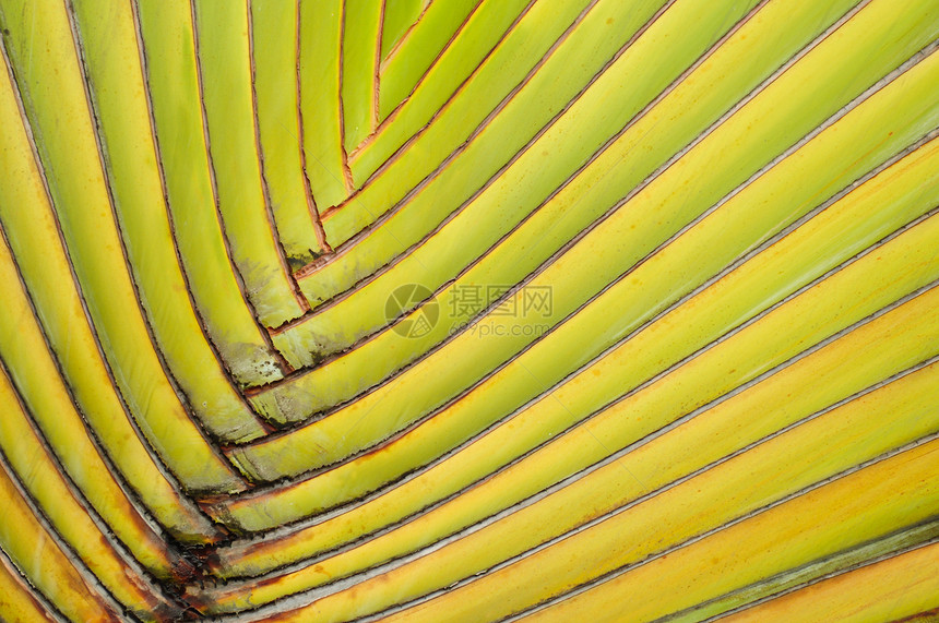 香蕉干塔海草的质地森林香蕉食物宏观气候植物群农场植物旅行天空图片