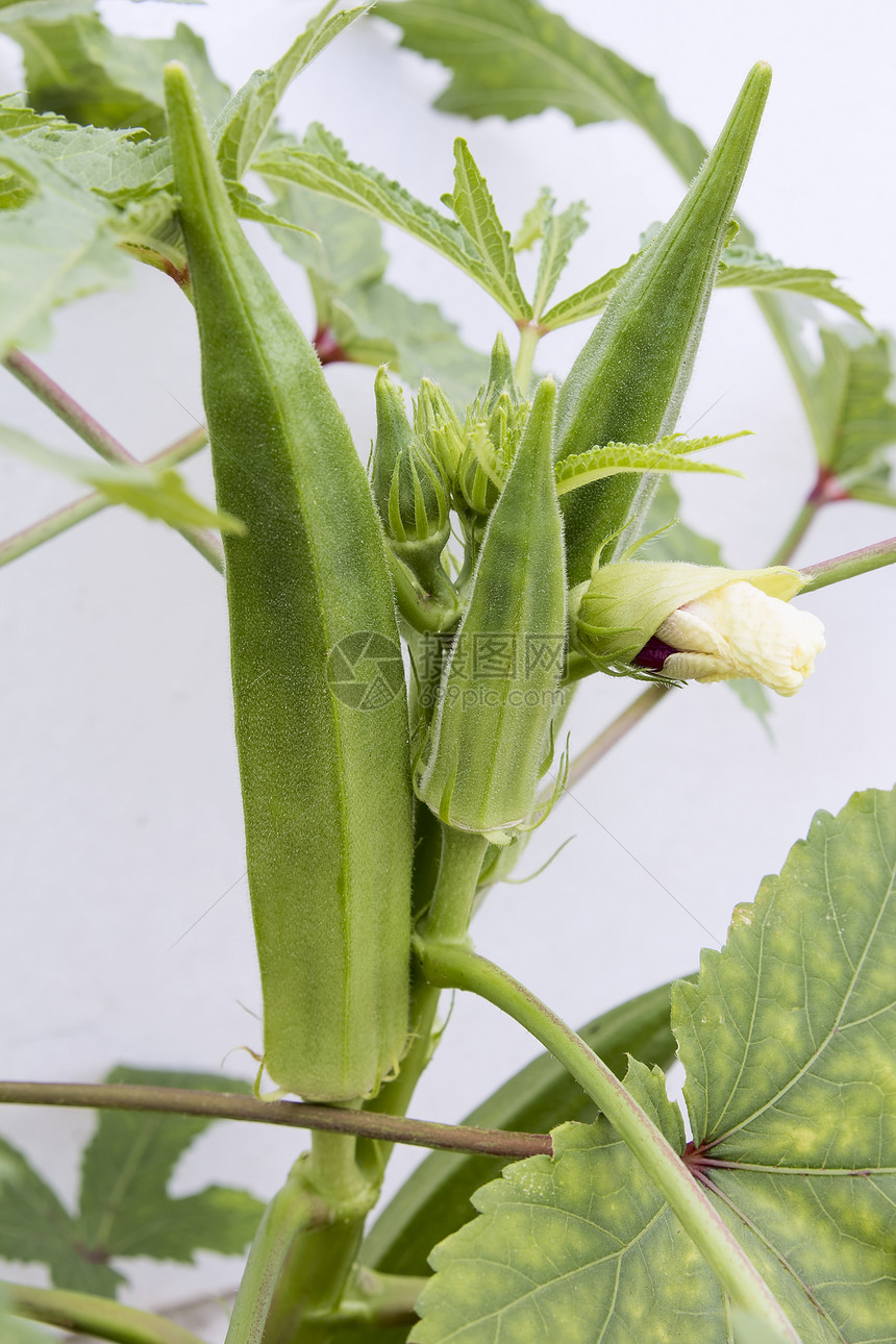 垂直垂直带种子pods的Okra植物图片