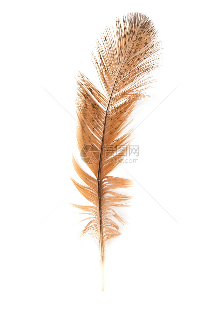 白色背景的金羽毛黄色野生动物概念荒野棕色鸟类羽毛野鸡航班黑色图片