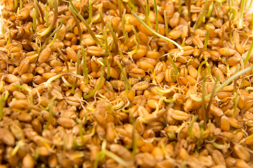 以小麦为背景硬粒宏观病菌生活收成植物生长农场面包幼苗图片