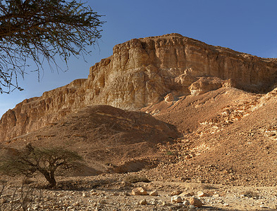 日落时在死海附近的沙漠山丘底端的阿卡西亚树背景