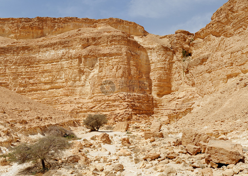 以色列死海附近的沙漠峡谷底部的Acacia树图片
