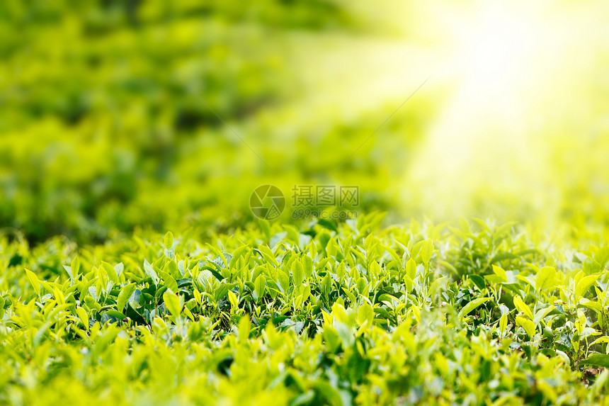茶芽和叶子焦点种植园背景选择性活力宏观树叶特写绿色图片