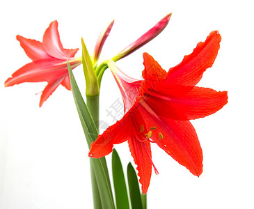 红花地白色背景的红花红色绝缘床单植物群气味花粉绿色香气背景