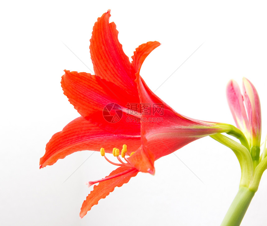 白色背景的红花绝缘花粉床单红色绿色香气植物群气味图片