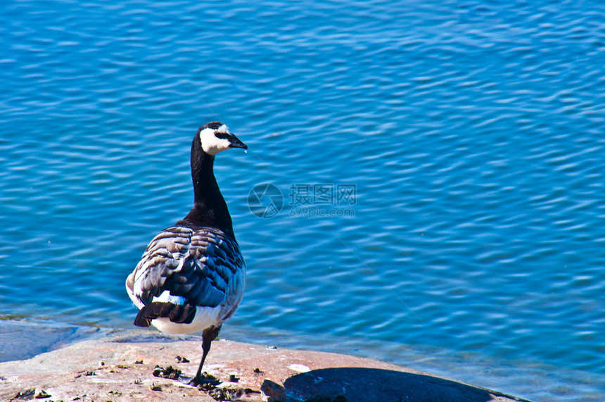 鹅野生动物灰色野鸟荒野黑色藤壶海岸水禽蓝色白斑病图片