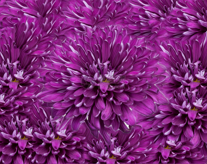 粉红菊花背景礼物植物群装饰品花园粉色图片