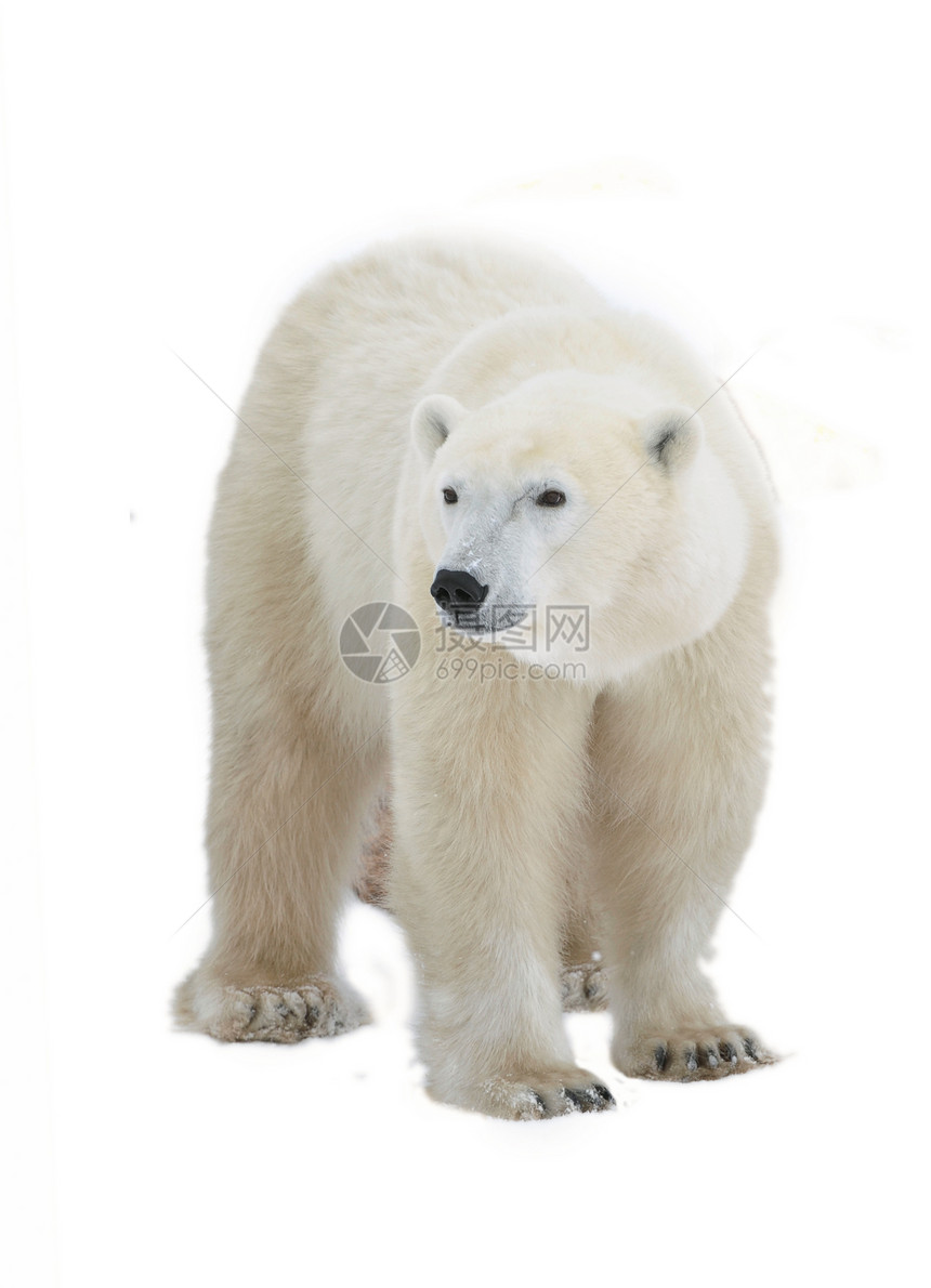 北极熊爪子苔原毛皮生物濒危荒野野生动物旅行天气捕食者图片