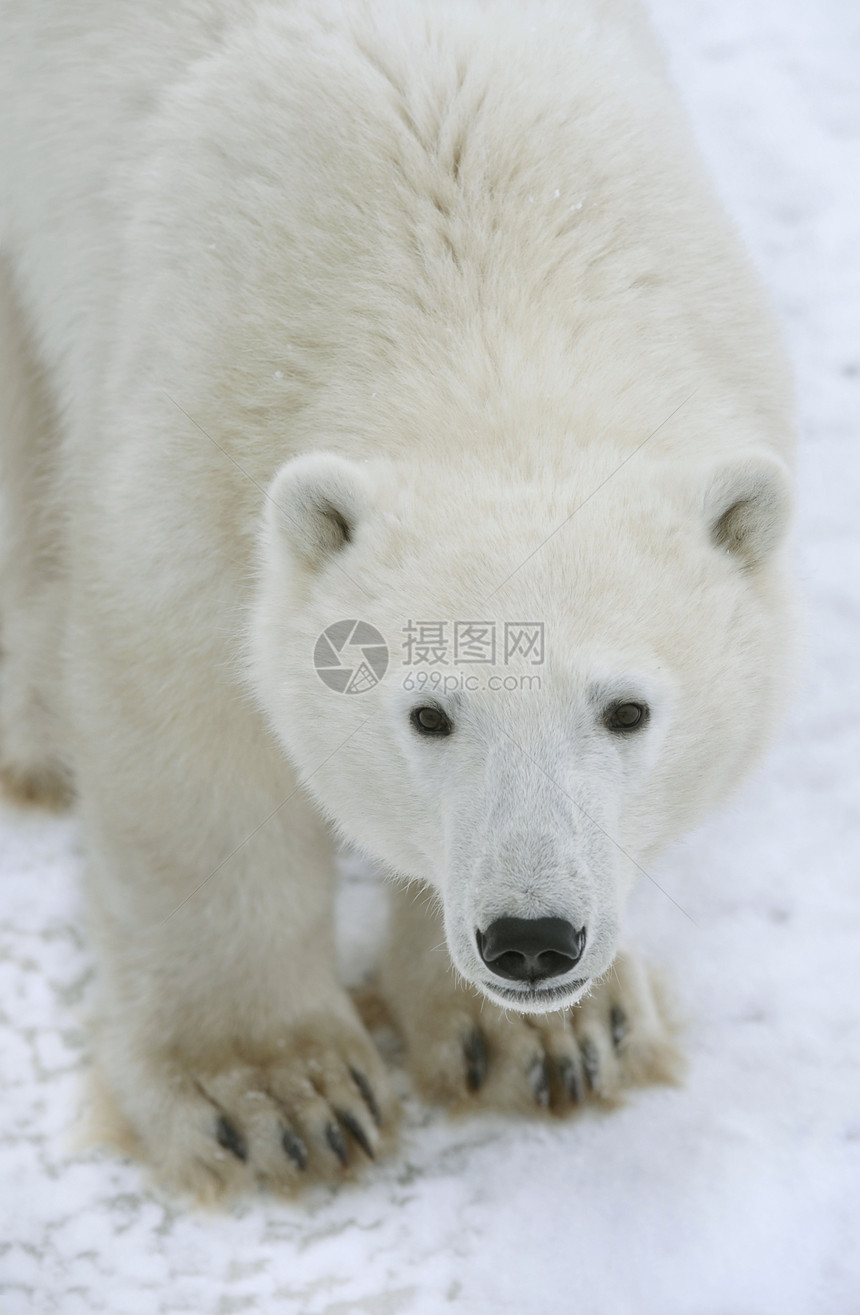 北极熊肖像苔原哺乳动物毛皮蓝色海事旅行危险天气野生动物爪子图片