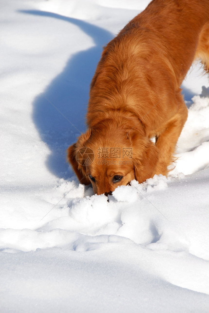雪中的狗公园朋友宠物阳光金子动物痕迹隐藏乐趣犬类图片