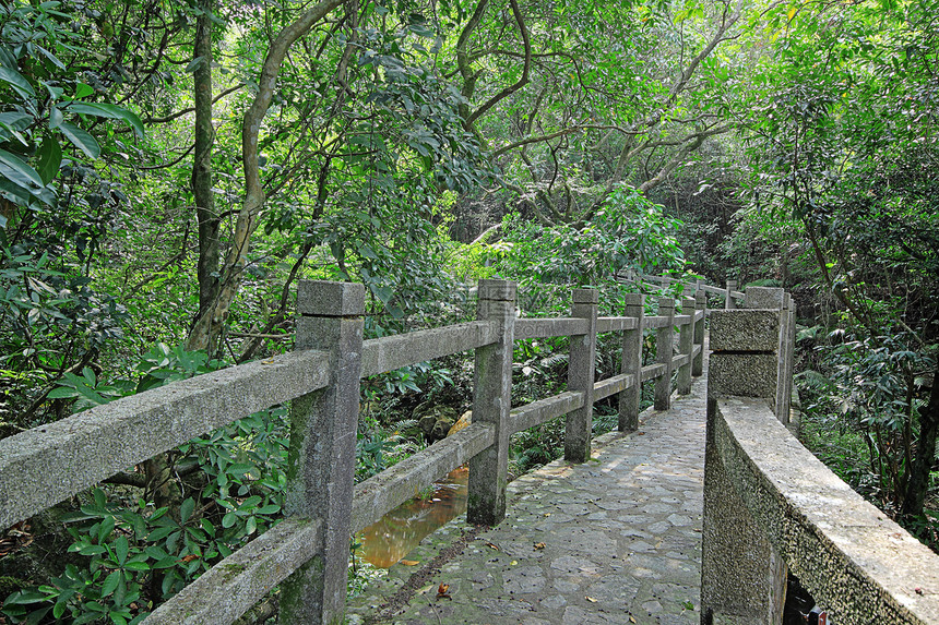 森林的桥梁公园岩石城市阴影植物旅行池塘叶子艺术文化图片