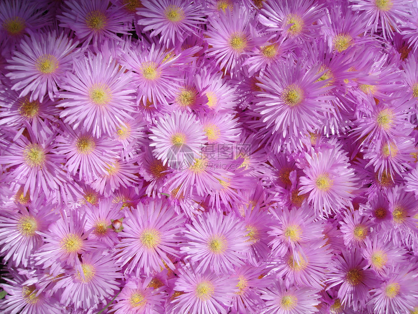 扫描型生命光花花植物阳光生活公园享受紫色白色荒野花园晴天图片