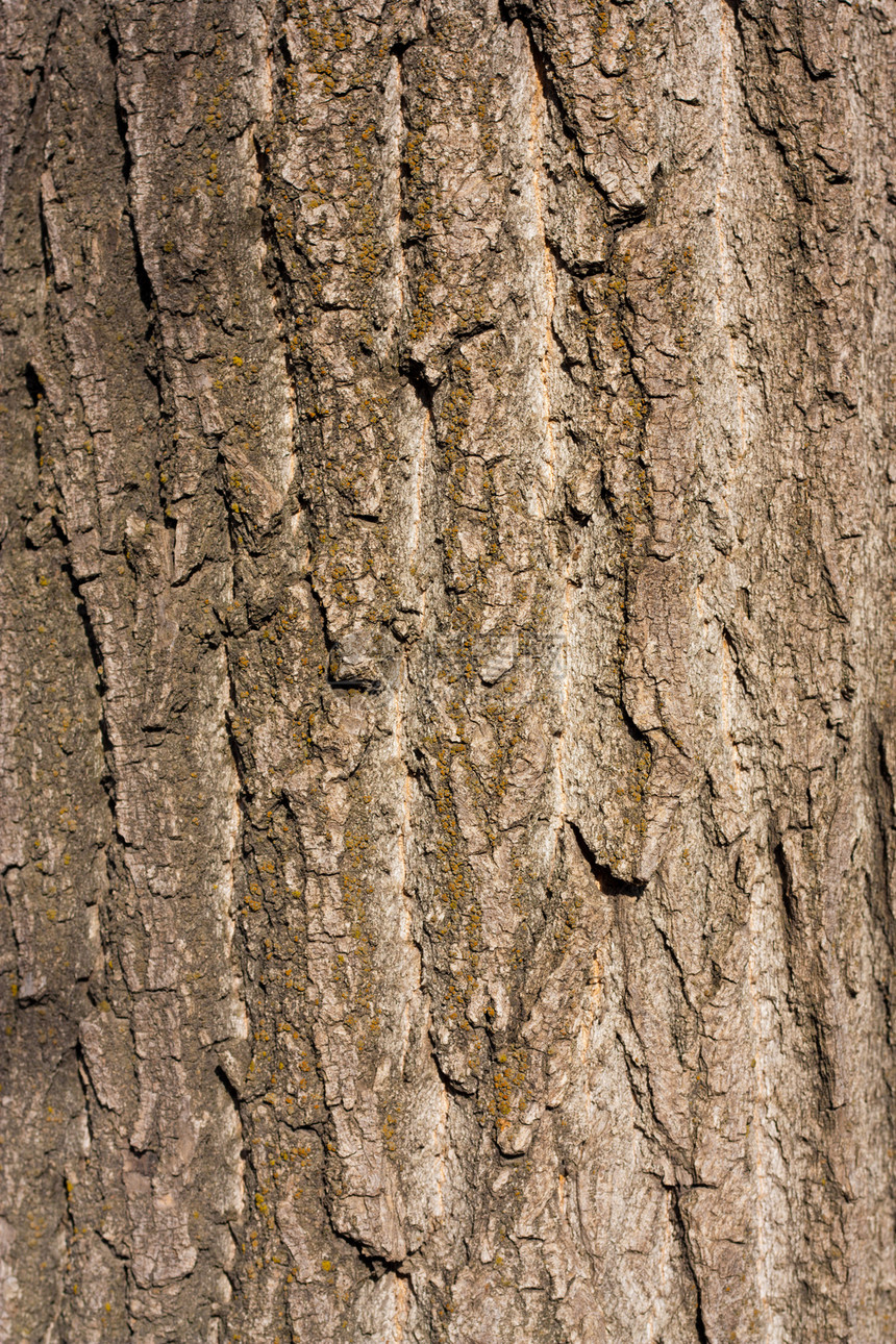 木质质棕色风化木材树干生活日志材料皮层森林条纹图片