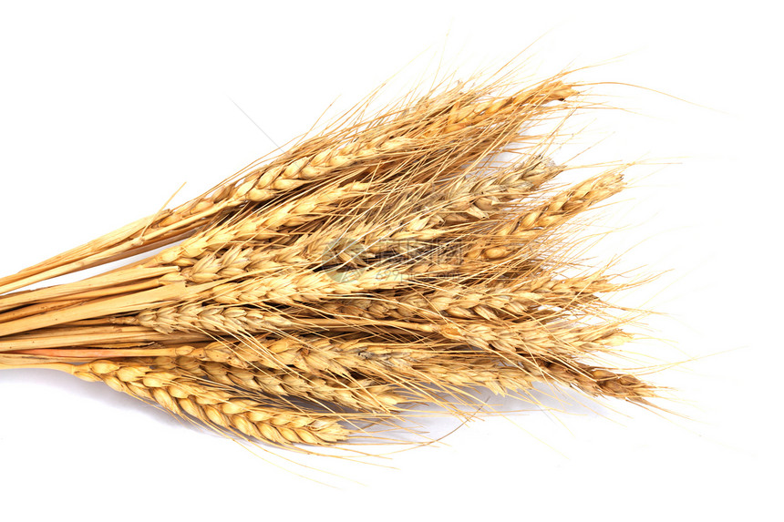 白上孤立的小麦耳朵收成面包玉米栽培植物食物谷物收获粮食图片