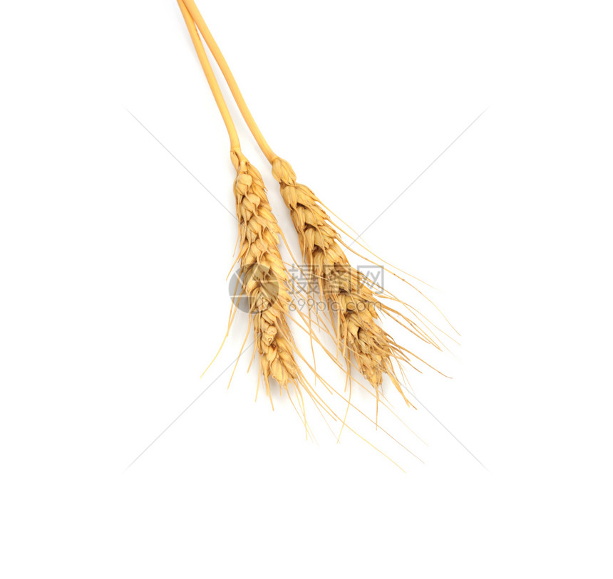 小麦耳朵面包稻草核心生长植物尖刺场地玉米宏观农民图片