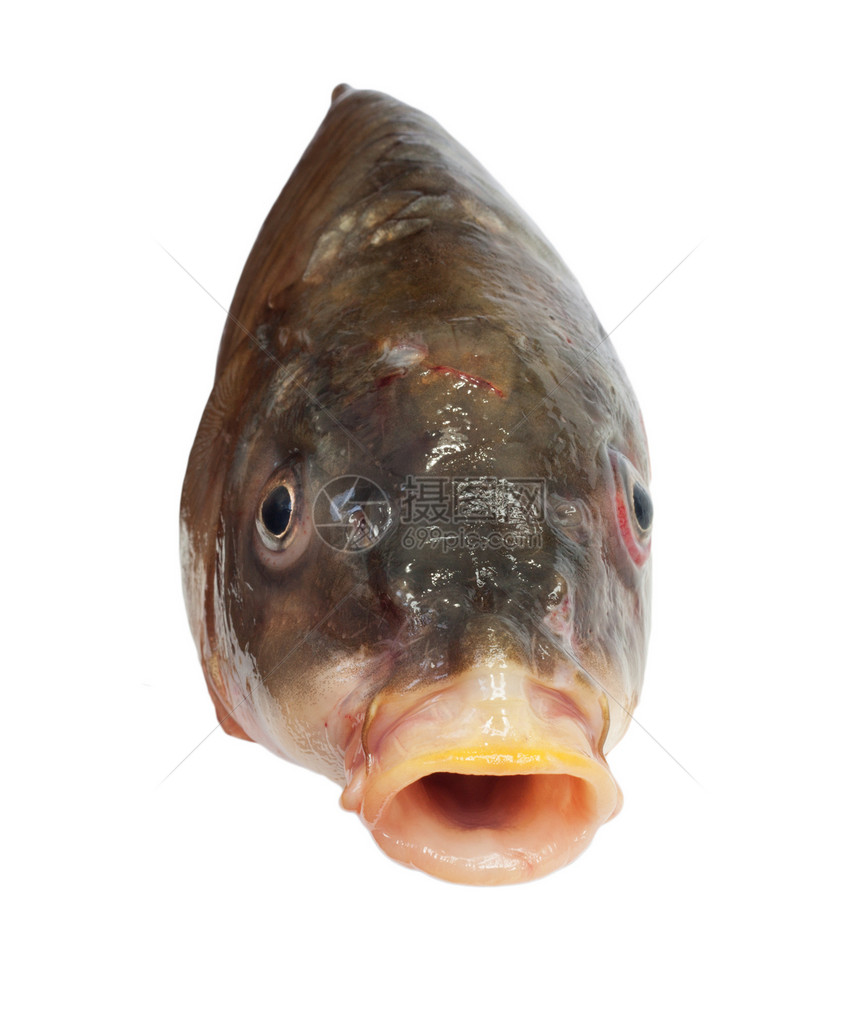 大鲤鱼头部爱好钓鱼白色饮食嘴唇眼睛食物厨房健康宏观图片