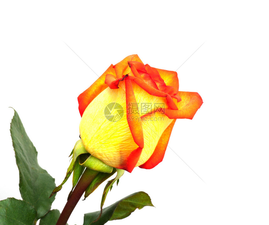 单橙色玫瑰孤立在白色背景上树叶雏菊植物漩涡镜子香味黑色反射花瓣橙子图片