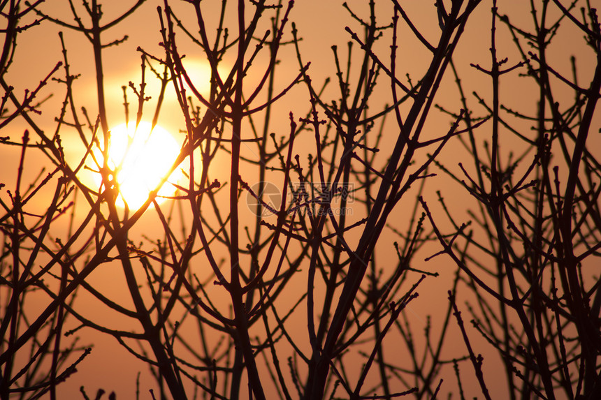 树后面有太阳的柳树的木月光阳光橙子天空阴影活力风景日落土地地平线图片