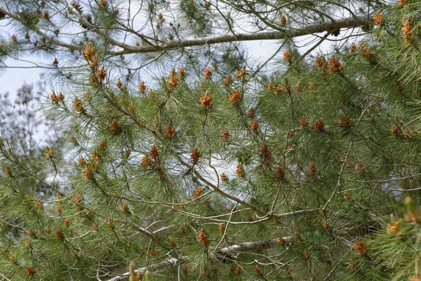 地中海松树上针头中的男性花粉锥(Strobili) 浅度DF图片