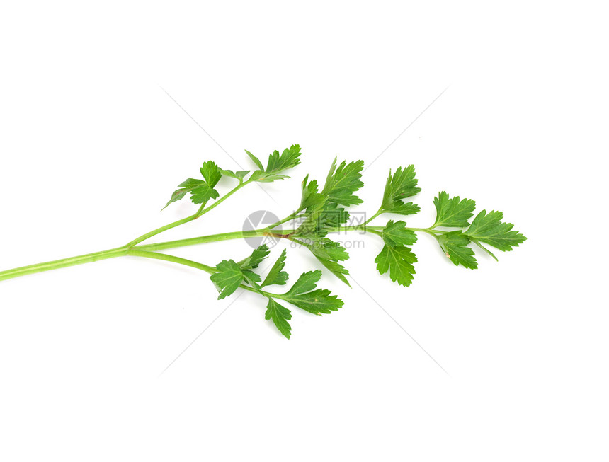 白色上孤立的新鲜正方螺旋藻植物枝条茶点香菜卷曲草本植物小枝食物烹饪蔬菜图片