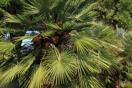 棕榈蓝色植物羽状热带叶子床单绿色背景图片