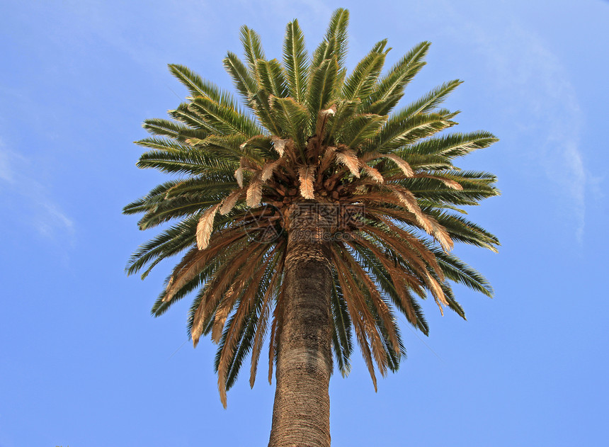 棕榈热带羽状绿色蓝色床单植物叶子图片