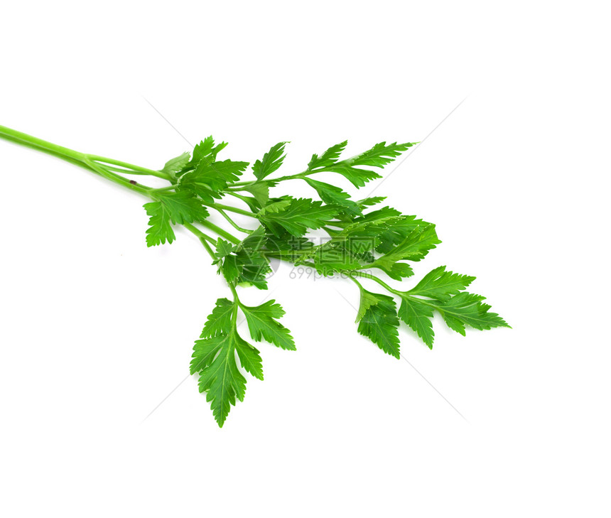 白色上孤立的新鲜正方螺旋藻宏观香料卷曲枝条香菜茶点烹饪蔬菜草本植物植物图片