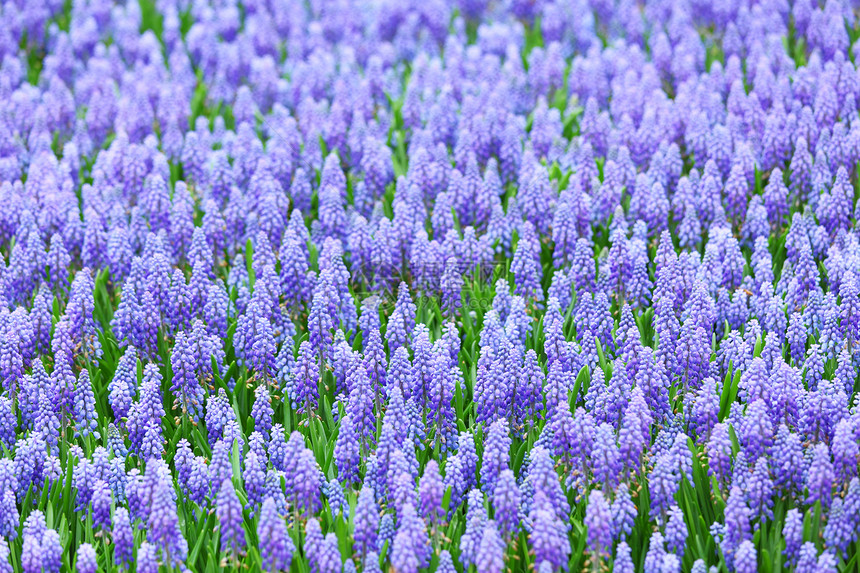 长花 诱粘性蛋白化物季节性蓝色紫色花园宏观图片