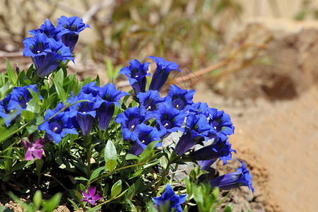 布鲁特Gentiana gentiana植物群宏观高地资产文化蓝色荒野高山植物学山脉背景