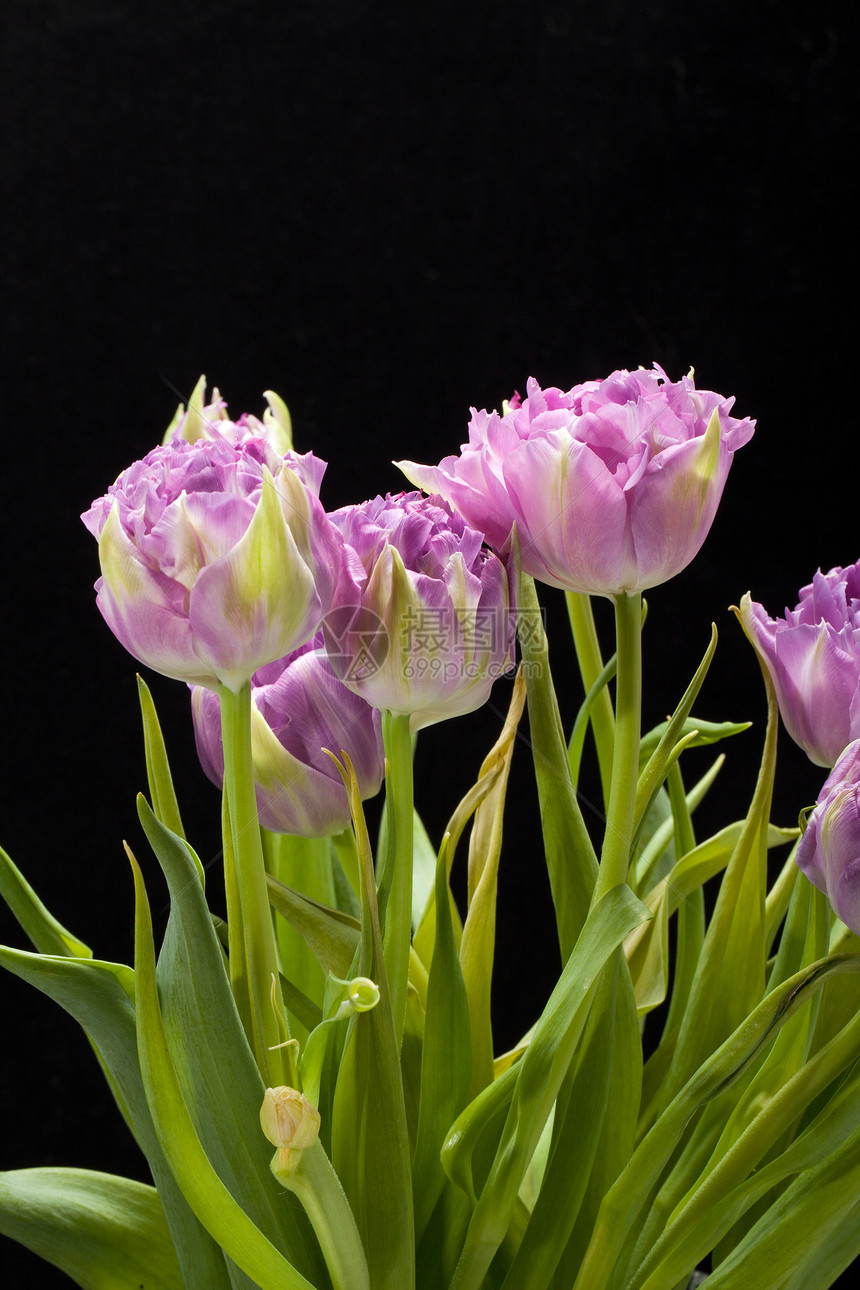 美丽的紫色郁金香 被黑色隔绝花束植物淡紫色条纹灯泡边缘磨损花瓣植物学文化图片
