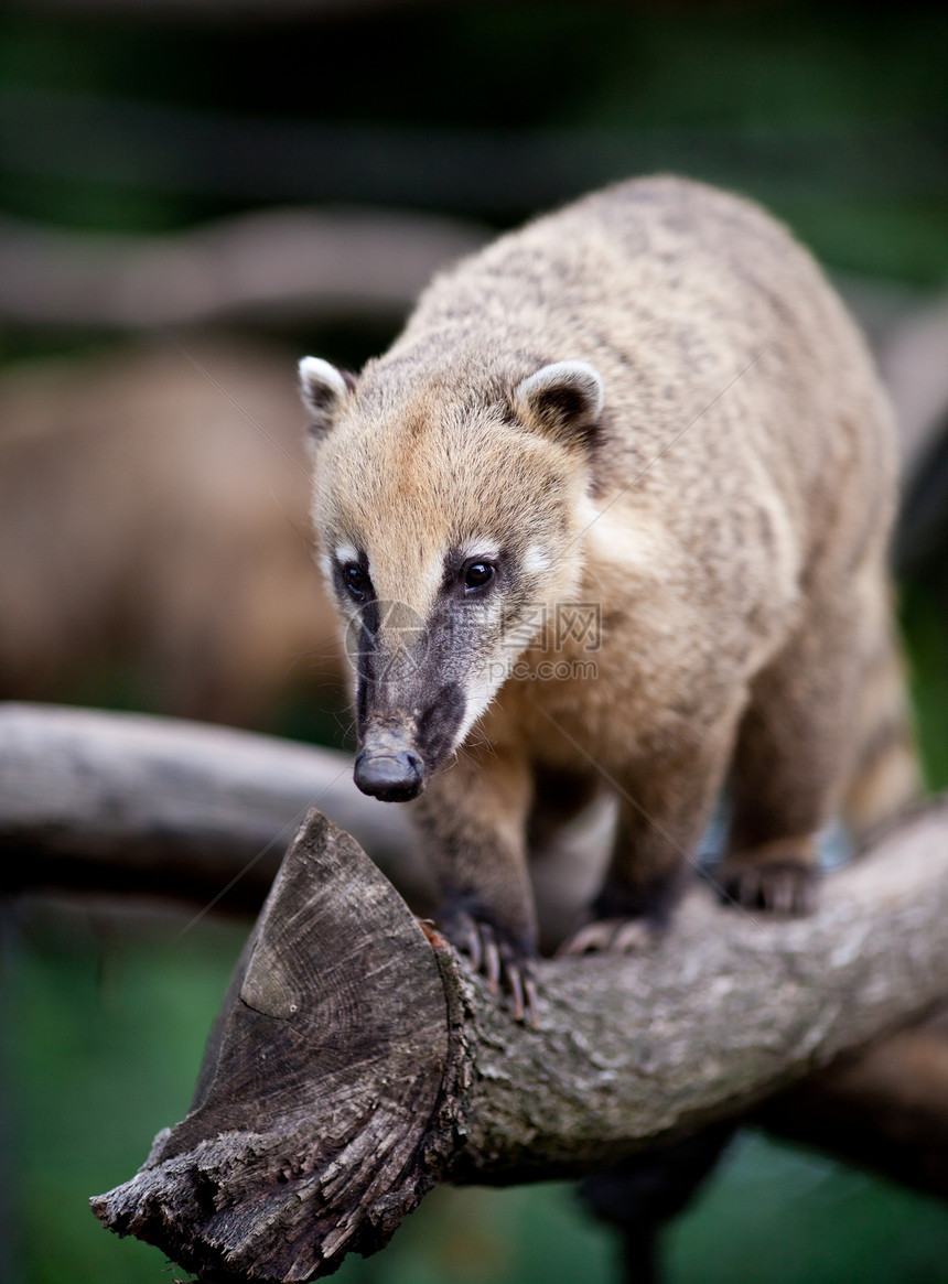 一个非常可爱的白鼻子 Coati aka Piz 肖像浣熊猎人丛林荒野森林毛皮雨林哺乳动物动物尾巴图片