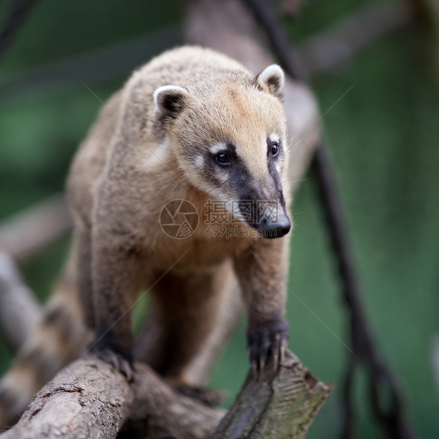一个非常可爱的白鼻子 Coati aka Piz 肖像宏观动物眼睛雨林哺乳动物环境野生动物浣熊森林荒野图片