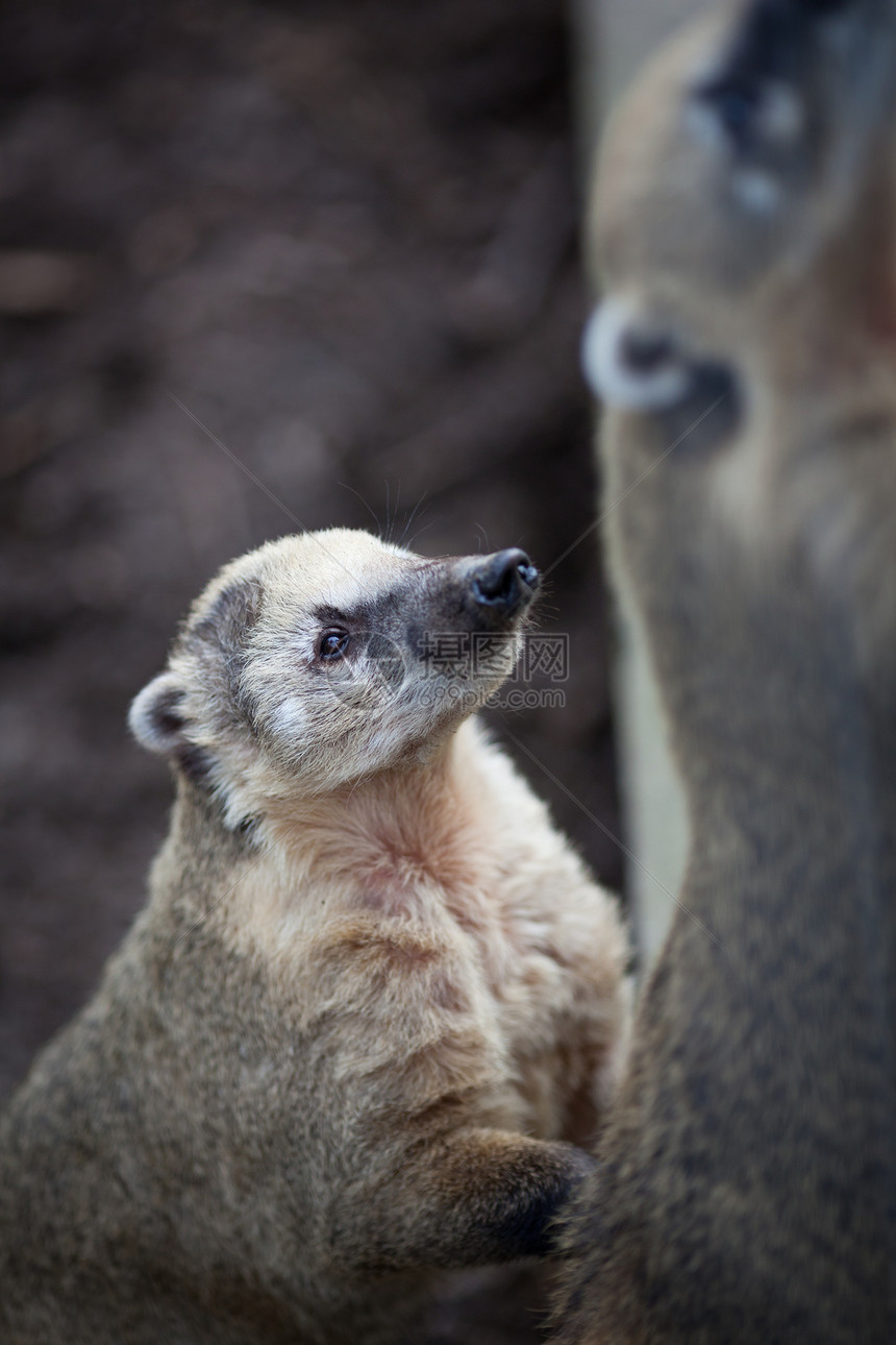 一个非常可爱的白鼻子 Coati aka Piz 肖像森林环境丛林眼睛野生动物哺乳动物尾巴宏观浣熊雨林图片