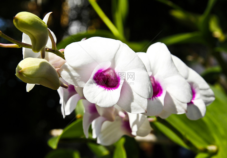 美丽的兰花装饰花园叶子花束风格植物热带植物群植物学花瓣图片