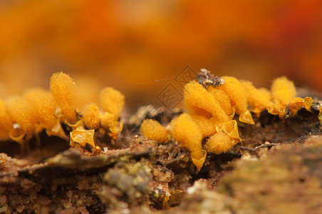 头孢菌门希米特里希娅克拉瓦塔橙子野生动物荒野宏观变形虫真菌孢子虫木头生物挖掘机背景