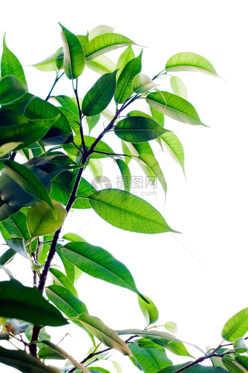 家居工厂内饰植被橡皮居住白色绿色叶子植物园艺花园图片