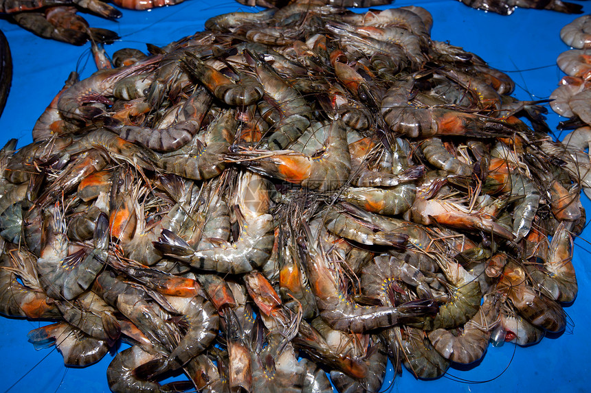 新鲜虎虾图片
