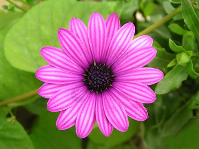 紫花花花园喜悦圆圈芳香植物晴天雌蕊格柏农村宏观背景