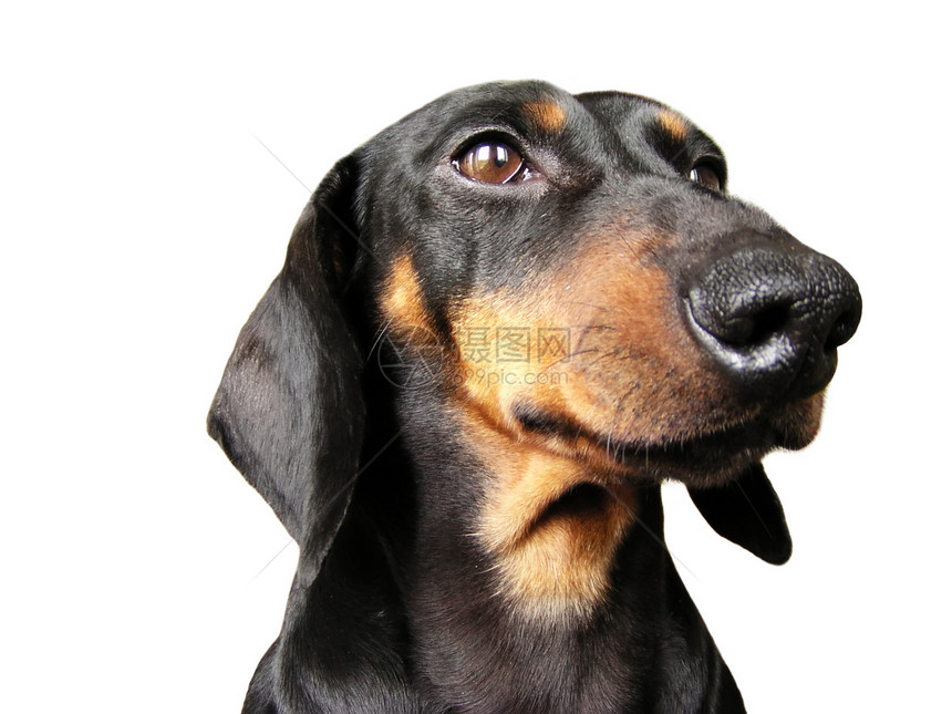 Dachshund 肖像画毛皮小狗猎犬犬类猎人斗牛犬孤独忠诚生活头发图片