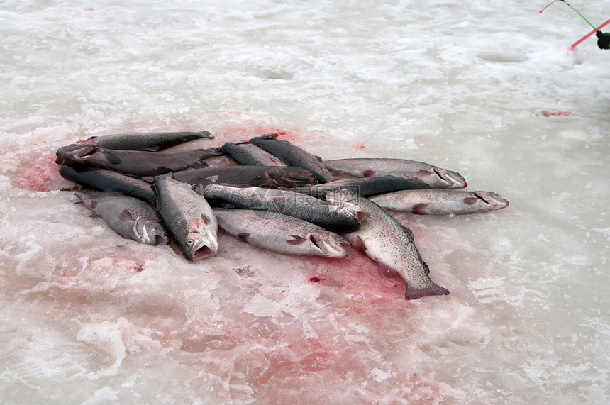 彩虹鳟鱼冻结渔民黑色钓鱼海洋食物海鲜白色图片