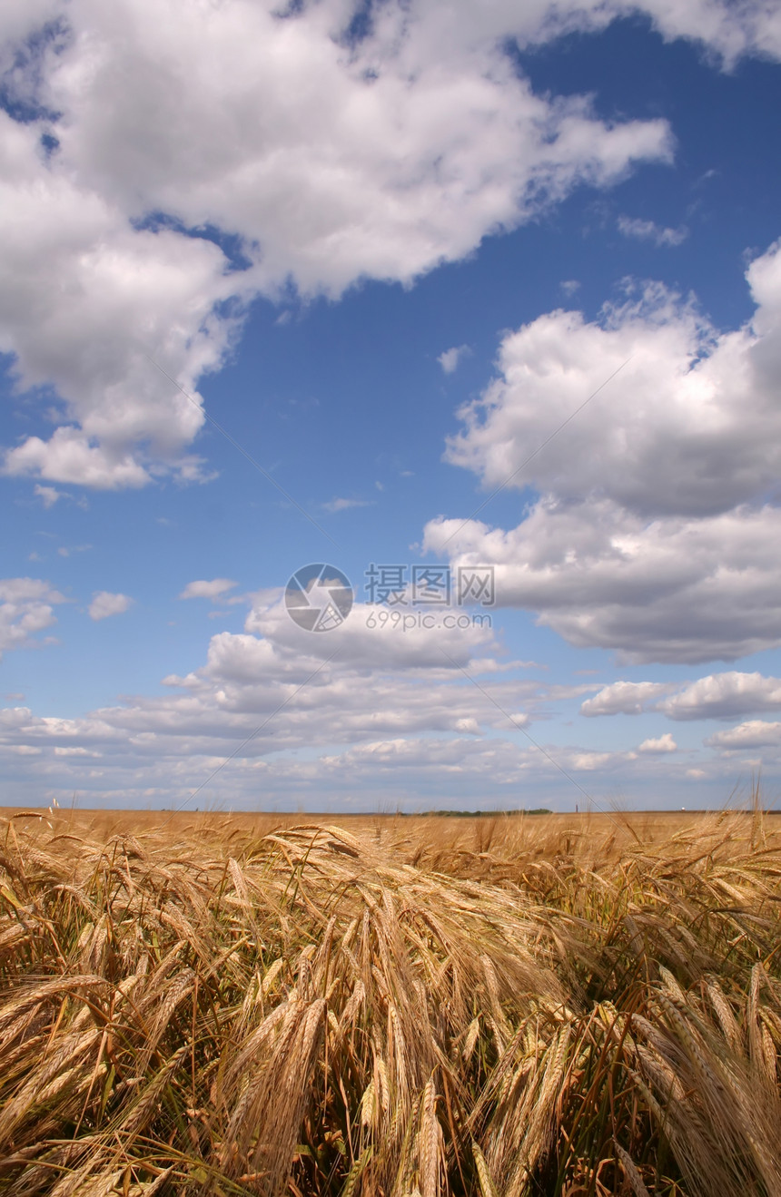 角字段植物面包场地麦田生产耳朵食物谷物晴天粮食图片