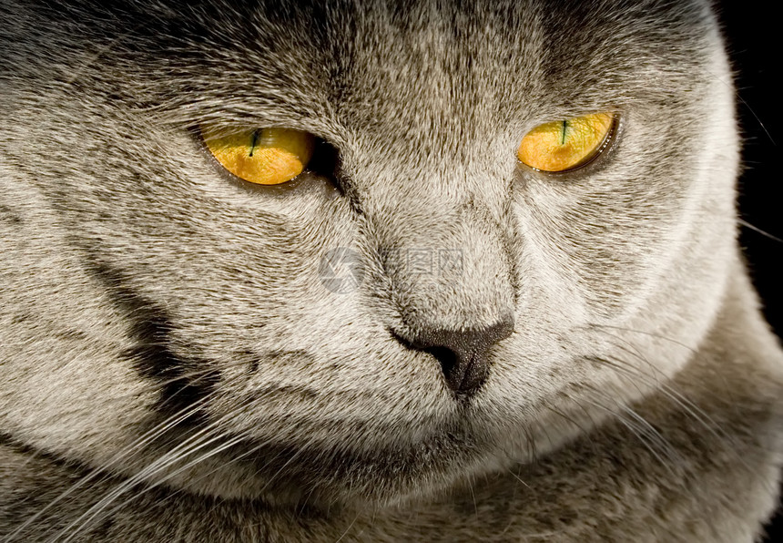 英国猫动物耳朵小狗宏观猫科虎斑橙子眼睛头发鼻子图片