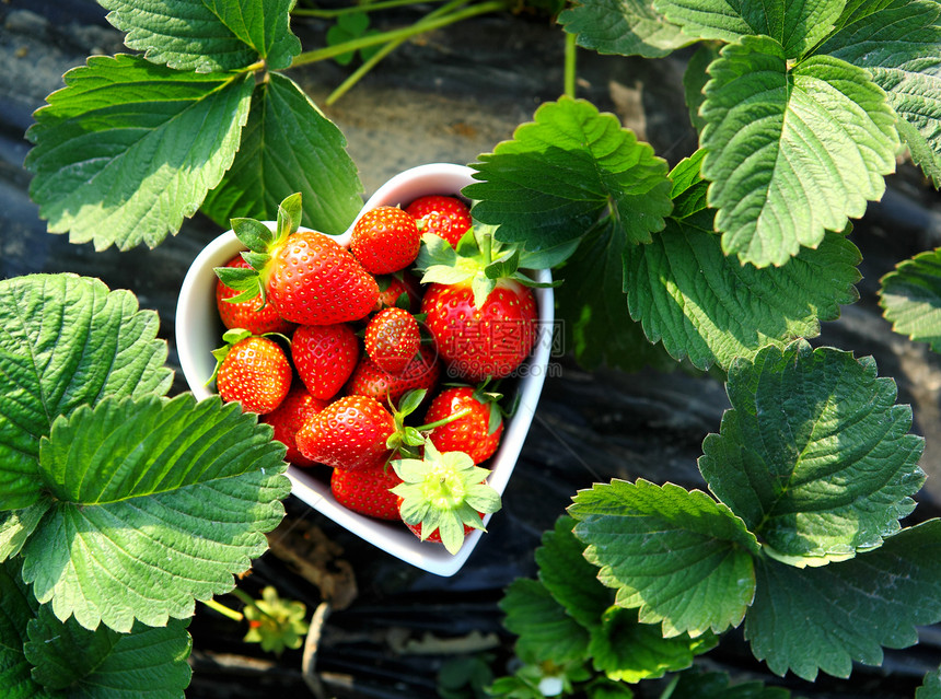 心形草莓碗生长种子栽培种植园园艺花园采摘农民季节茶点图片