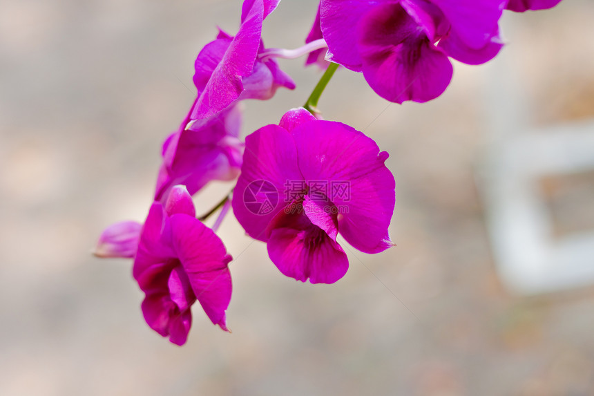 美丽的兰花热带叶子农村植物群花瓣花束风格花园装饰植物图片