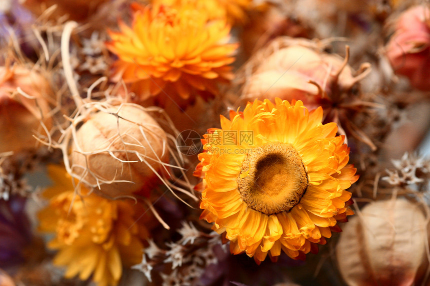 草花橙子花园角落场地蜡菊国家植物学农业园艺农村图片