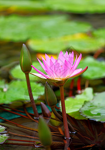 莲花池塘静脉植物植物学下雨热带核桃属花瓣花园美德背景图片