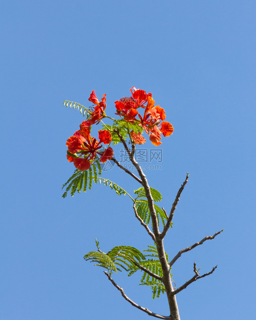 火焰树开花叶子天空公园热带植物美丽火焰橙子家庭场地图片