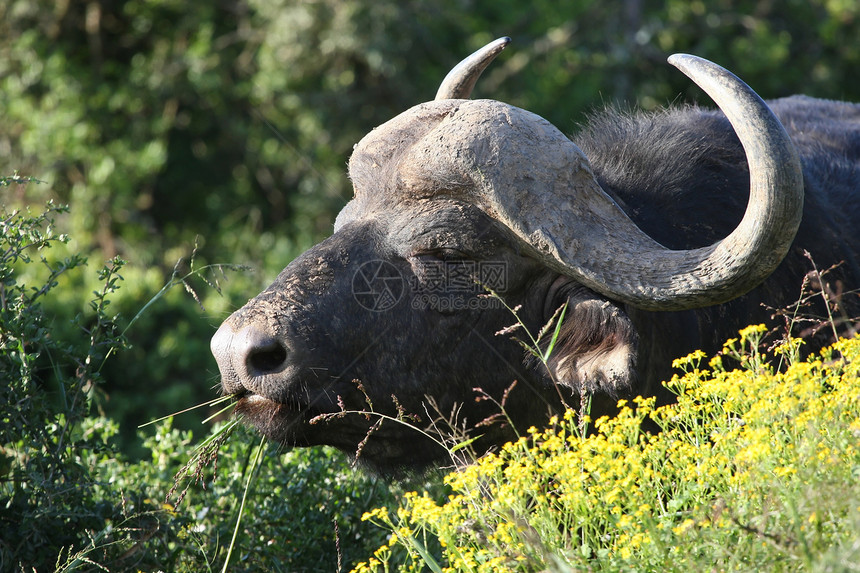 非洲水牛城肖像环境牛角公园保护男性动物喇叭生物动物群荒野图片