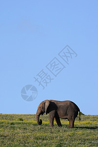 非洲大象和蓝天空高清图片