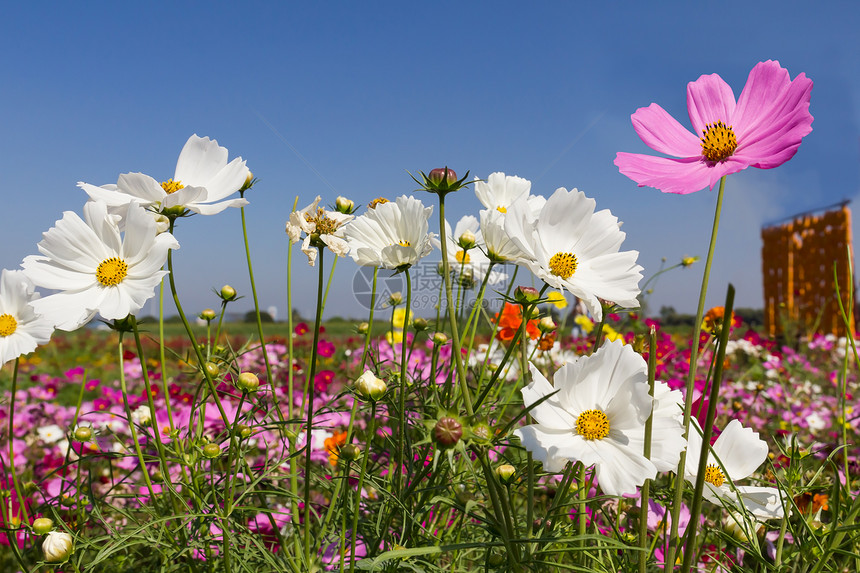 白花和粉红花植物群花园公园雏菊宇宙草地花瓣叶子季节场地图片